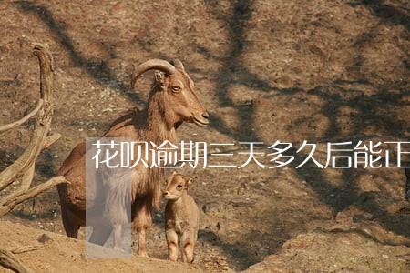 花呗逾期三天多久后能正常使用