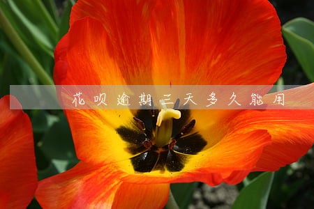花呗逾期三天多久能用