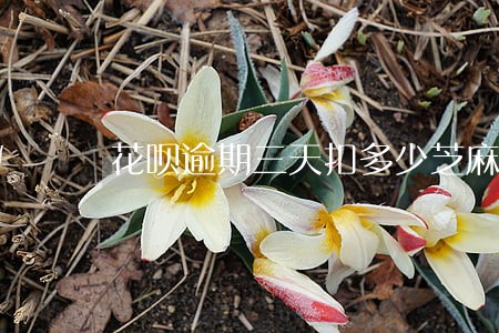 花呗逾期三天扣多少芝麻分 花呗逾期三天扣多少芝麻分