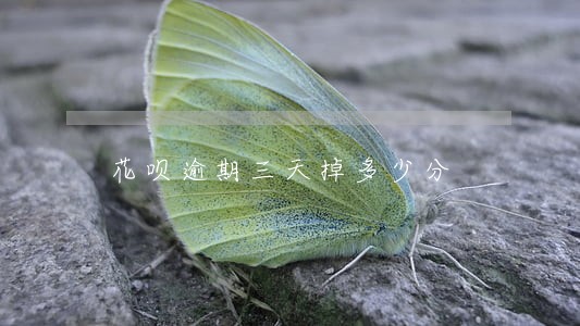花呗逾期三天掉多少分