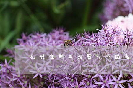 花呗逾期三天暂时不能支付 花呗逾期三天暂时不能支付