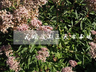 花呗逾期三天有事吗