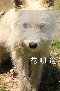 花呗逾期三天没有还上怎么弄