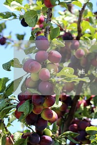花呗逾期三天没涨额度