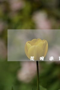 花呗逾期三天然后最低还款了