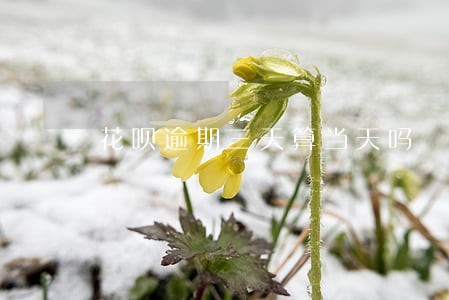 花呗逾期三天算当天吗 花呗逾期三天算当天吗