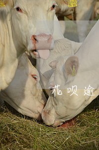 花呗逾期三天被停用 花呗逾期三天被停用