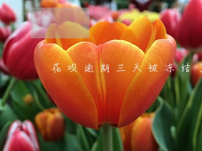 花呗逾期三天被冻结了 花呗逾期三天被冻结了