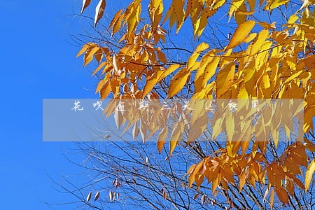 花呗逾期三天还能用 花呗逾期三天还能用
