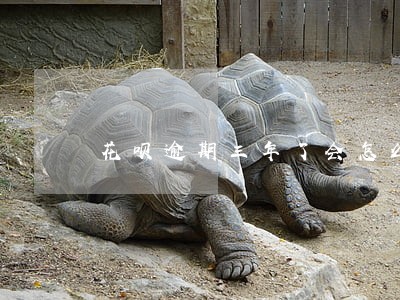 花呗逾期三年了会怎么样 花呗逾期三年了会怎么样