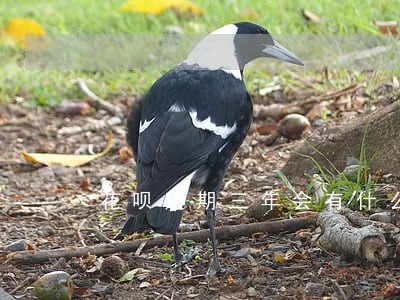 花呗逾期三年会有什么后果 花呗逾期三年会有什么后果