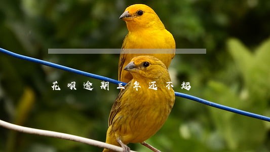 花呗逾期三年还不起 花呗逾期三年还不起