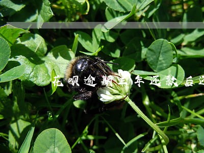花呗逾期三年还款后还能使用吗 花呗逾期三年还款后还能使用吗