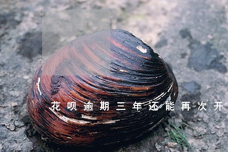 花呗逾期三年还能再次开通吗 花呗逾期三年还能再次开通吗