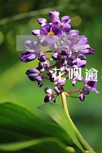 花呗逾期三年还能用吗