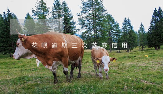 花呗逾期三次芝麻信用 花呗逾期三次芝麻信用