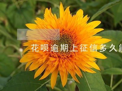 花呗逾期上征信多久能消除 花呗逾期上征信多久能消除