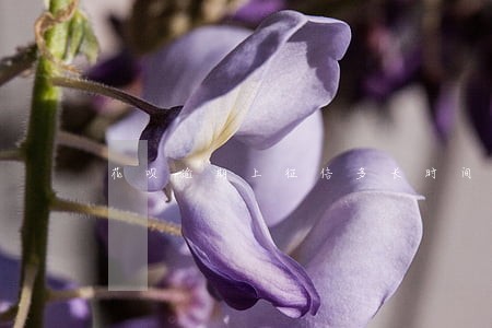 花呗逾期上征信多长时间能消失