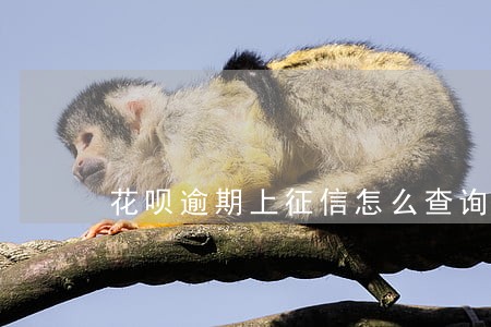 花呗逾期上征信怎么查询 花呗逾期上征信怎么查询