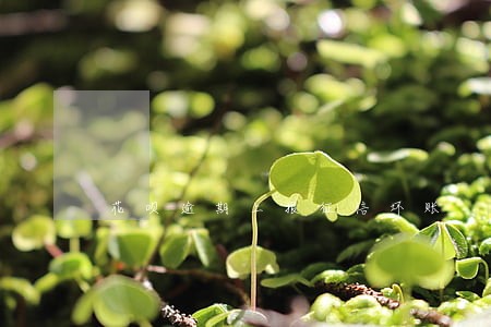 花呗逾期上报征信坏账