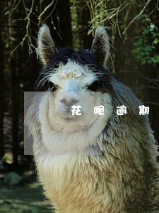 花呗逾期上门6 花呗逾期上门6