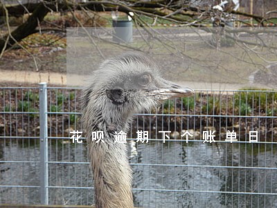 花呗逾期下个账单日 花呗逾期下个账单日