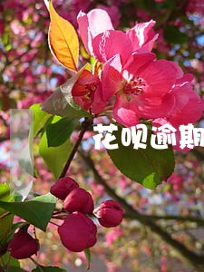 花呗逾期不停的罚款该不该还 花呗逾期不停的罚款该不该还