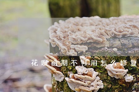 花呗逾期不可用怎么修复 花呗逾期不可用怎么修复
