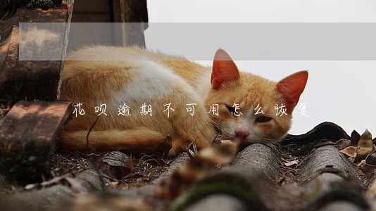 花呗逾期不可用怎么恢复 花呗逾期不可用怎么恢复