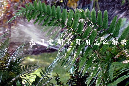 花呗逾期不可用怎么解决 花呗逾期不可用怎么解决