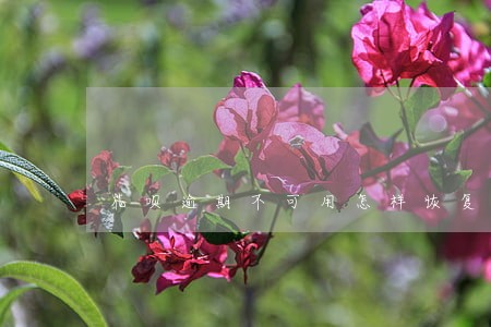 花呗逾期不可用怎样恢复 花呗逾期不可用怎样恢复