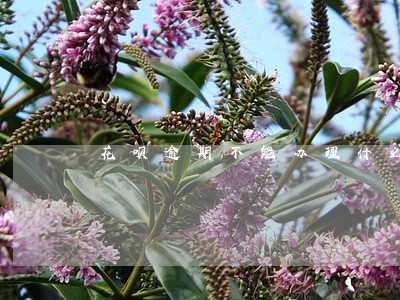 花呗逾期不能办理什么 花呗逾期不能办理什么