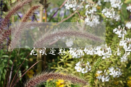花呗逾期不能用了还清后还能开 花呗逾期不能用了还清后还能开