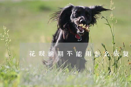花呗逾期不能用怎么恢复正常 花呗逾期不能用怎么恢复正常