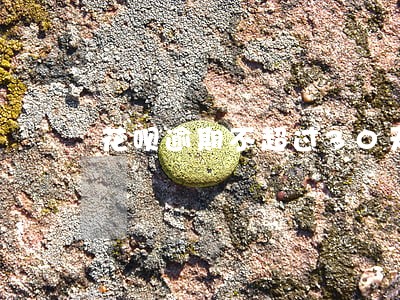 花呗逾期不超过30天 花呗逾期不超过30天
