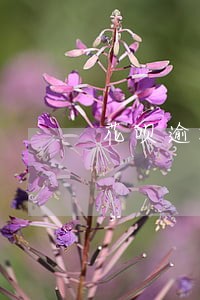 花呗逾期不还会被告吗 花呗逾期不还会被告吗