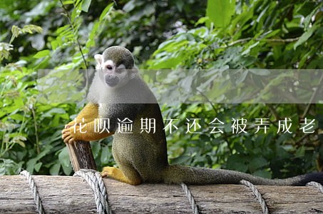 花呗逾期不还会被弄成老赖 花呗逾期不还会被弄成老赖
