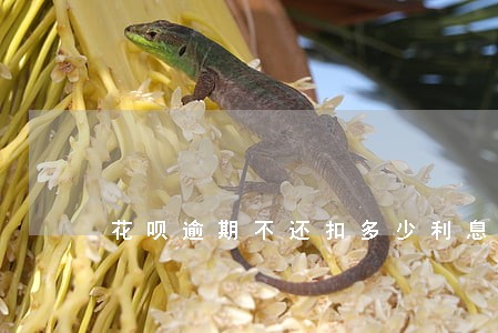 花呗逾期不还扣多少利息 花呗逾期不还扣多少利息