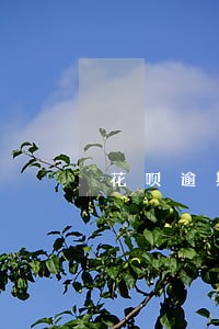 花呗逾期不还能办信用卡吗 花呗逾期不还能办信用卡吗