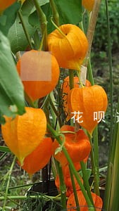 花呗逾期与招商逾期 花呗逾期与招商逾期