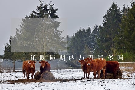 花呗逾期两万九算多吗 花呗逾期两万九算多吗