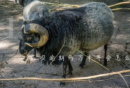花呗逾期两万半年会怎么样 花呗逾期两万半年会怎么样