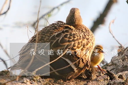 花呗逾期两万说要家访 花呗逾期两万说要家访