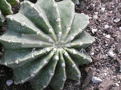 花呗逾期两个多月算是失信人员吗 花呗逾期两个多月算是失信人员吗