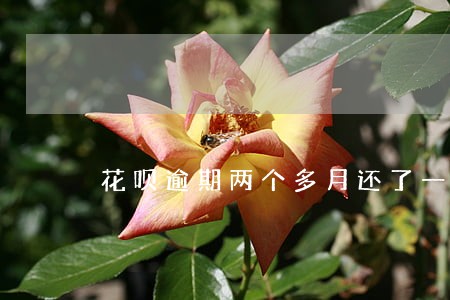 花呗逾期两个多月还了一点会怎样 花呗逾期两个多月还了一点会怎样