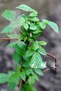 花呗逾期两个月发短信说全额还款 花呗逾期两个月发短信说全额还款