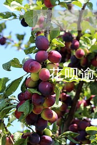 花呗逾期两个月怎样才能恢复 花呗逾期两个月怎样才能恢复