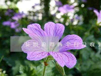花呗逾期两个月没收到催债电话 花呗逾期两个月没收到催债电话