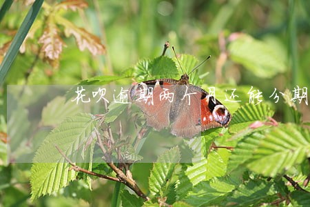 花呗逾期两个月还能分期吗 花呗逾期两个月还能分期吗