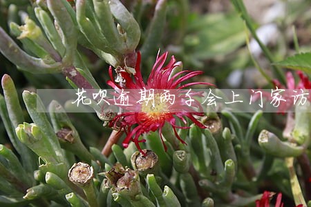 花呗逾期两千会上门家访吗